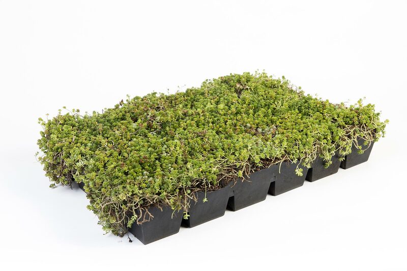 cassette pré-cultivée SedumPack® standard
