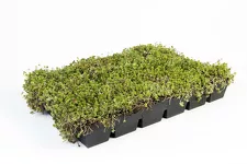Cassette pré-cultivée SedumPack®