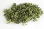 fragment de sedum variés