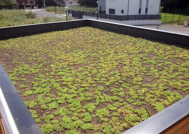 vue d'une toiture plate rectangulaire avec jeune végétalisation à la fin du chantier, à l'arrière plan un zone residentielle.