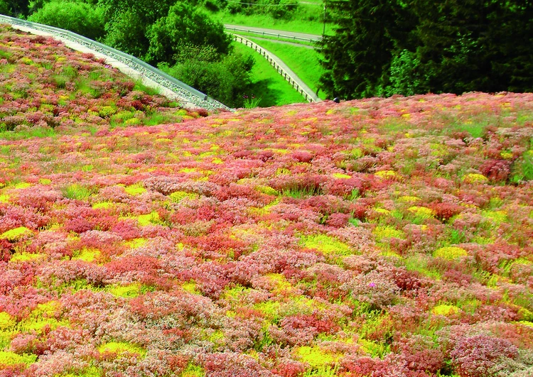 au premier plan la végétalisation d'une toiture avec différentes variétés de sedum dans différents tons de verts, roses, rouges et jaunes, à l'arrière plan des arbres et de l'herbe.